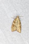 Aleimma loeflingiana