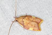 Carcina quercana