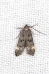 Dichomeris alacella