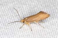 Crassa unitella