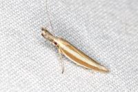 Pleurota aristella