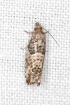 Spilonota ocellana