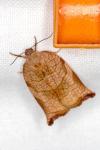 Archips podana