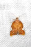 Acleris holmiana