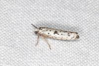 Yponomeuta plumbella