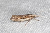 Ypsolopha scabrella