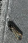 Adela reaumurella