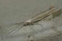 Coleophora