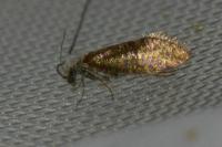 Dyseriocrania subpurpurella