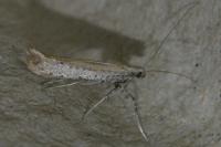 Aspilapteryx tringipennella