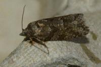 Cnephasia