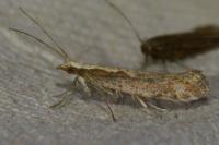 Plutella xylostella