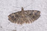 Alucita hexadactyla
