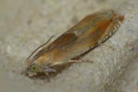 Ancylis mitterbacheriana