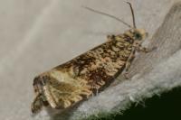 Celypha lacunana