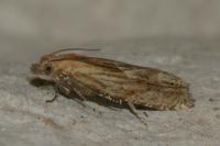 Eucosma gr. cana