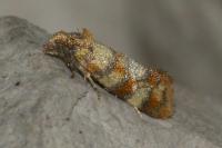 Aethes tesserana