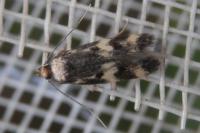 Oegoconia novimundi