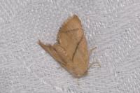 Apoda limacodes
