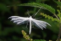Pterophorus pentadactylus