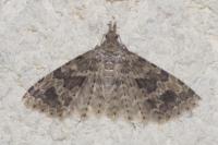 Alucita hexadactyla
