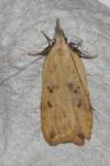 Dichomeris limosella