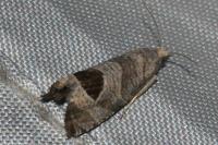 Notocelia uddmanniana