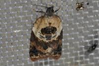 Acleris variegana