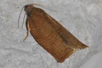 Archips rosana