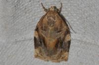 Archips xylosteana
