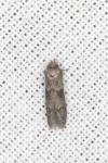 Blastobasis glandulella