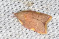 Carcina quercana