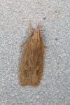 Helcystogramma triannulella