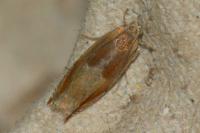 Ancylis mitterbacheriana