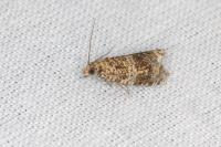 Celypha lacunana