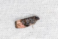 Metendothenia atropunctana