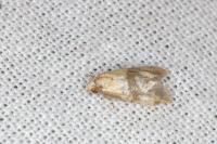 Phalonidia contractana