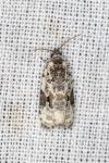 Celypha woodiana