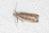 Nothris congressariella