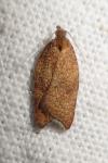 Acleris rhombana