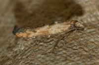 Epermenia