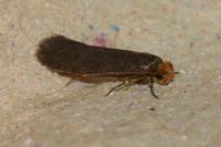 Cephimallota crassiflavella