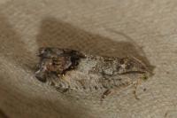 Cydia splendana