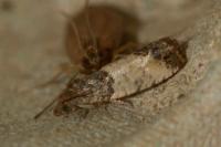 Spilonota ocellana
