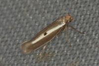 Parahyponomeuta egregiella