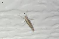 Plutella xylostella