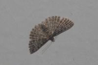 Alucita huebneri