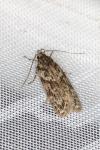 Gelechia muscosella