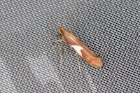Caloptilia stigmatella