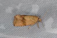 Celypha striana
